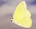 A Close Up Sulfur Butterfly, Family Pieridae