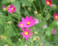 Close up sulfur Cosmos Flower.