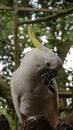 close-up of Sulfur-crested cockatoo standing on a tree