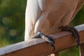 Close up of sulphur-crested cockatoo bird feet