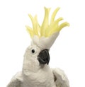 Close-up of a Sulphur-crested Cockatoo, Cacatua galerita, 30 years old, with crest up