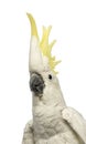 Close-up of a Sulphur-crested Cockatoo, Cacatua galerita, 30 years old, with crest up Royalty Free Stock Photo