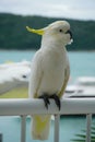 Close-up of a Sulphur-crested cockatoo perched on handrail Royalty Free Stock Photo