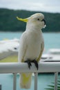 Close-up of a Sulphur-crested cockatoo perched on handrail