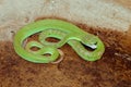 close up of Sumatran Green Pit VIPER 's head on the floor.