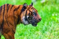 Close-up of a Sumatran tiger