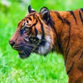 Close-up of a Sumatran tiger