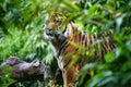 Close-up of a Sumatran tiger