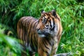 Close-up of a Sumatran tiger