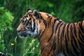 Close-up of a Sumatran tiger