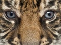 Close-up of Sumatran Tiger cub, Panthera tigris Royalty Free Stock Photo