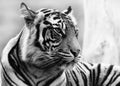 Close up of a Sumatran Tiger Face Royalty Free Stock Photo