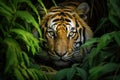 Close up of Sumatran Tiger, Panthera tigris altaica, A Bengal tiger stealthily stalking its prey in the dense jungle, AI Generated Royalty Free Stock Photo
