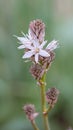 Asphodelus Aestivus Close Up Royalty Free Stock Photo