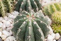 Close up summer desert cactus. Green leaves. Natural background