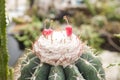 Close up summer desert cactus. Green leaves. Natural background