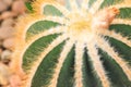Close up summer desert cactus. Green leaves. Natural background