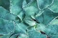 Close up summer desert succulent cactus