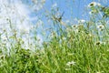 Close up. Summer field with herbs and chamomiles. Against the background of a blue sky with small white clouds. Copy space Royalty Free Stock Photo