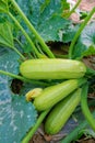 Summer squash