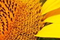 Close-up of summer sunflower for background, texture and wallpaper Royalty Free Stock Photo