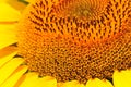 Close-up of summer sunflower for background, texture and wallpaper Royalty Free Stock Photo