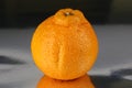 Sumo Mandarin Orange citrus reticulata