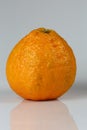 Close-up of Sumo Mandarin Orange on a white background
