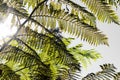 Close-up of a sun backlit fern plant leaf