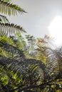 Close-up of a sun backlit fern plant leaf