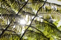 Close-up of a sun backlit fern plant leaf Royalty Free Stock Photo