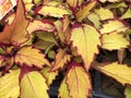 Close up of sun coleus leaves in a garden