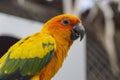 Close up of Sun Conure parrots