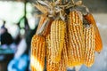 Close up Sun Dried Corn with harsh sunlight that hang from the ceiling in the Akha village of Maejantai on the hill in Chiang Mai Royalty Free Stock Photo