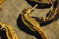 Close up of Sun Dried Seahorses Royalty Free Stock Photo