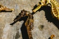 Close up of Sun Dried Seahorses Royalty Free Stock Photo