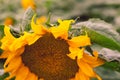 Close-up of sun flower against a green yellow summer field. Royalty Free Stock Photo