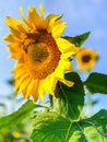 Close up sun flowers full blooming over blue sky