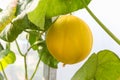 Sun lady melon cantaloupe in Plant Nursery Royalty Free Stock Photo