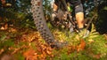 CLOSE UP: Sun shines on a part of forest trail as cyclist speeds past the camera Royalty Free Stock Photo