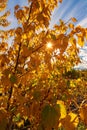 Sunshine Glowing Through Fall Leaves