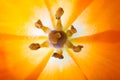 Close-up of a Sun Star (lat. Ornithogalum Dubium)