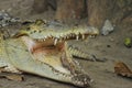 crocodile atau buaya