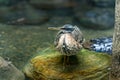 Close-up of a Sunbittern standing on a rock in shallow water Royalty Free Stock Photo
