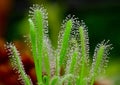 Close-up of Sundew