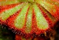 Close-up of Sundew (Drosera Aliciae)