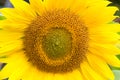 Close-up sunflower Royalty Free Stock Photo