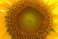 Sunflower natural background. Sunflower blooming. Close-up of sunflower