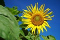 Close-up of sunflower against a blue sky, Beautiful landscape with sunflower field over cloudy blue sky Royalty Free Stock Photo