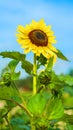 Close up of sunflower against the blue sky Royalty Free Stock Photo